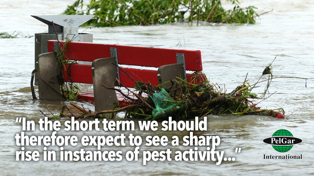 pelgar-pest-driven-into-homes-by-storms pelgar-pest-driven-into-homes-by-storms